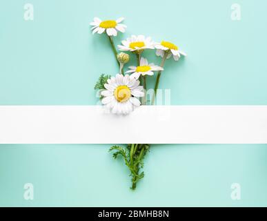 Kreatives Layout aus frischen Kamillenblumen auf hellblauem Hintergrund. Sommer minimales Konzept, Kopierraum. Stockfoto