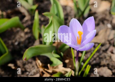 Crocus vernus (Sorte 'Vanguard'?), einer der frühen Blühlinge hier im späten Frühlingsland, Ottawa, Ontario, Kanada. Stockfoto