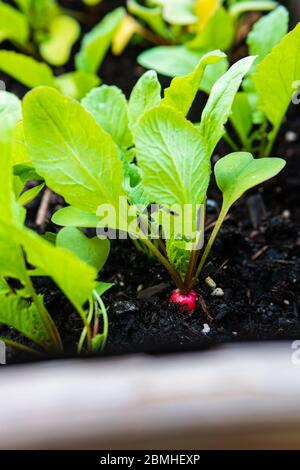 Nahaufnahme von jungen Bio-Rotrötlichfischen (Raphanus sativus) mit leuchtend grünen Blättern, die auf Hochbeet wachsen. Urban Gardening, Gemüse aus eigenem Anbau. Stockfoto