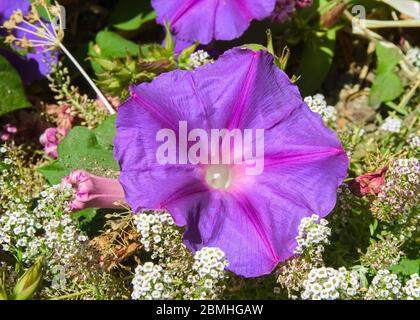 Perfekt fokussierte Nahaufnahme von einzelnen lila Lavendel Morgen Glory, ipomoea purpurea Blume Füllrahmen, verschwommenen Hintergrund Wachstum betont Blume Stockfoto