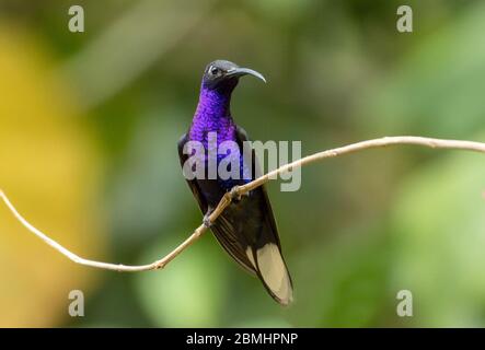 Nahaufnahme von männlichem Violet Sabrewing Kolibri (Campylopterus hemileucurus), der auf einem Zweig in Panama steht.Range von Mexiko, Costa Rica bis Panama Stockfoto