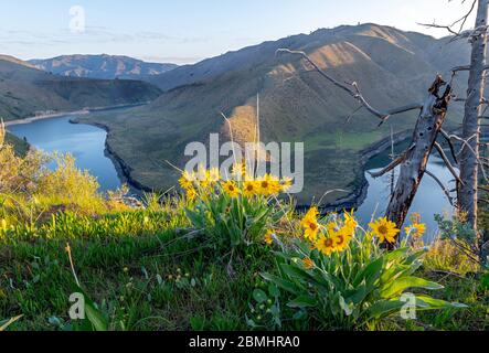 Pfeilblatt-Balsamwurzel blühen an den Ufern über der South Fork des Boise River Stockfoto