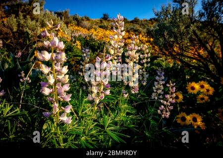 Idaho Frühling Wildblumen in voller Blüte auf einem Hügel Stockfoto