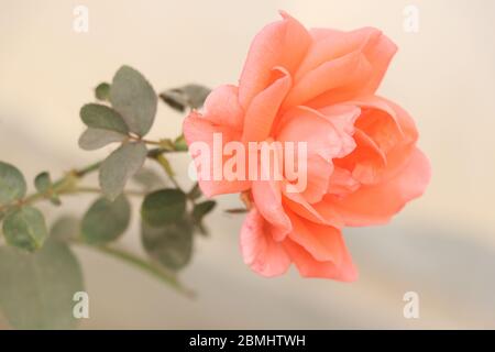 Eine schöne blühende Rosenblüte im Garten des Winters von Dhaka Stockfoto