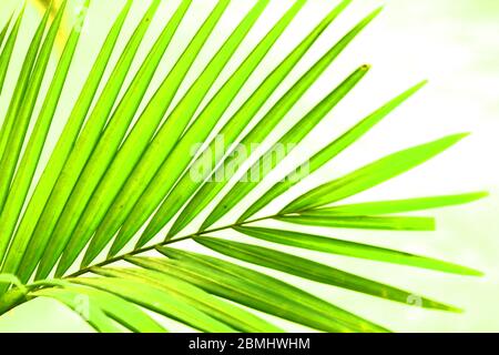 Grün gelbe Farbe pinnately Biologie Blatt Macarthurs Palme auf weißem Hintergrund in sunlighht. Stockfoto
