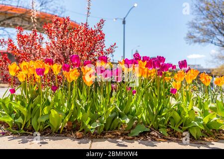 Wunderschöne Tulpen in New York City. Stockfoto