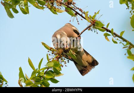 Holztaube in den Baum perlend fressen wilde Kirschenbeeren. Stockfoto