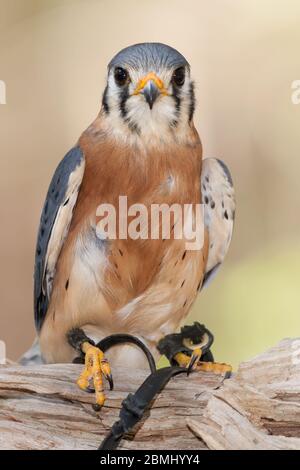 Amerikanische Kestrel Stockfoto