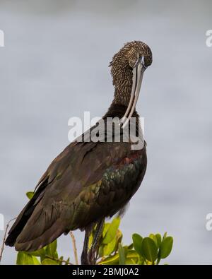 Ein glänzender Ibis-Präening Stockfoto