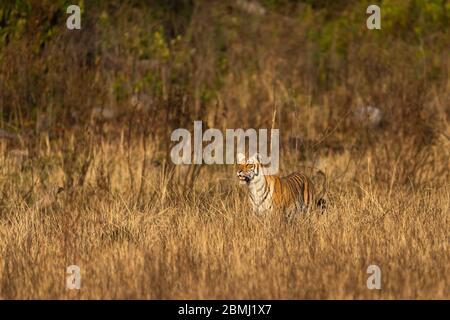 Wilder Tiger in Aktion und Jagd Beute im Gras zu Fuß. Ein Tiger Verhalten Bild in der dhikala Zone Safari von jim corbett Nationalpark oder Tiger Reserve Stockfoto