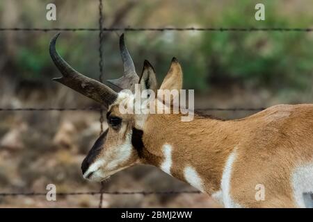 Pronghorn, Antilocapra americana, in der Nähe des City of Rocks State Park, zwischen Silver City und Demin, über Stacheldrahtzaun Stockfoto