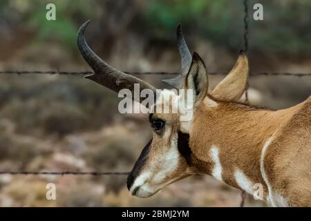 Pronghorn, Antilocapra americana, in der Nähe des City of Rocks State Park, zwischen Silver City und Demin, über Stacheldrahtzaun Stockfoto