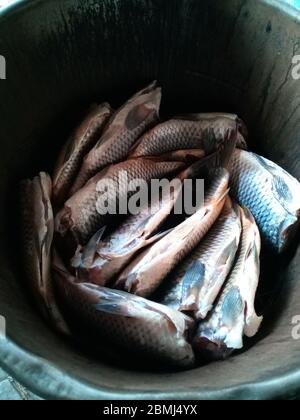 Der Fisch liegt in der Räucherei. Fisch wird zum Rauchen vorbereitet. Stockfoto