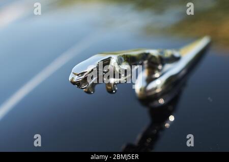 Nahaufnahme Foto von Jaguar glänzenden Chrom Haube Ornament auf einem schwarz lackierten Auto. Stockfoto