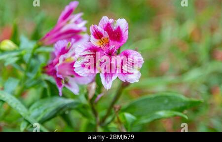 Ein Nahaufnahme-Foto einer einzelnen magentafarbenen, rosa und weißen Rhododendronblume vor einem verschwommenen grünen Hintergrund. Aus der Perspektive des Bodens. Stockfoto