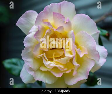 Eine Singe Rosa 'Madame A. Meilland, stieg. Eine große Blume von hellgelber bis cremefarbener Farbe, an den Blütenrändern leicht mit purpurfarbenem Pink durchtröhnt. Stockfoto