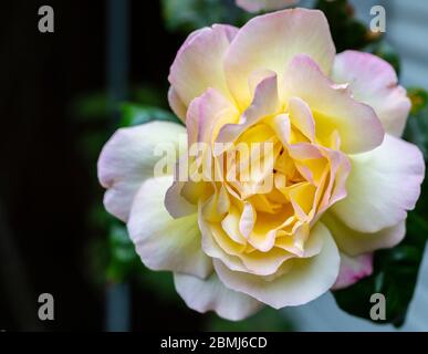 Eine Singe Rosa 'Madame A. Meilland, stieg. Eine große Blume von hellgelber bis cremefarbener Farbe, an den Blütenrändern leicht mit purpurfarbenem Pink durchtröhnt. Stockfoto