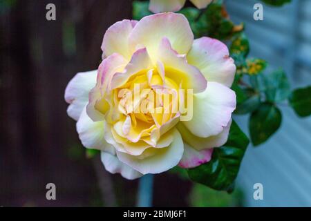 Eine Singe Rosa 'Madame A. Meilland, stieg. Eine große Blume von hellgelber bis cremefarbener Farbe, an den Blütenrändern leicht mit purpurfarbenem Pink durchtröhnt. Stockfoto