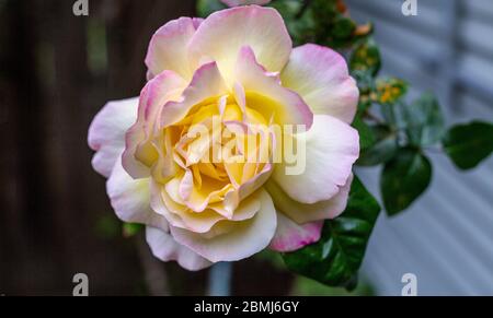 Eine Singe Rosa 'Madame A. Meilland, stieg. Eine große Blume von hellgelber bis cremefarbener Farbe, an den Blütenrändern leicht mit purpurfarbenem Pink durchtröhnt. Stockfoto