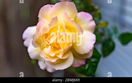 Eine Singe Rosa 'Madame A. Meilland, stieg. Eine große Blume von hellgelber bis cremefarbener Farbe, an den Blütenrändern leicht mit purpurfarbenem Pink durchtröhnt. Stockfoto