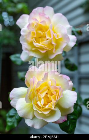 Zwei Rosa 'Madame A. Meilland, Rosen. Zwei große Blüten von hellgelber bis cremefarbener Farbe, an den Blütenrändern leicht durchtrückert mit purpurpurrosa. Stockfoto