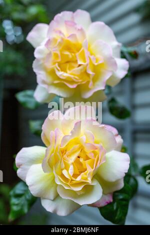 Zwei Rosa 'Madame A. Meilland, Rosen. Zwei große Blüten von hellgelber bis cremefarbener Farbe, an den Blütenrändern leicht durchtrückert mit purpurpurrosa. Stockfoto