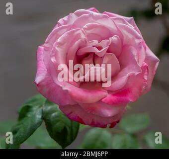 Nahaufnahme Foto einer einzelnen rosa Rose in Blüte mit dunkelgrünen Blättern im Hintergrund. Blume scheint zu schweben. Stockfoto