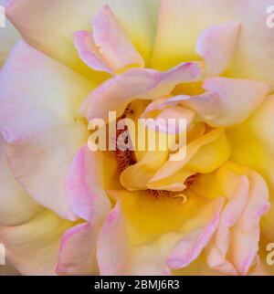 Nahaufnahme einer gelben und rosa Friedensrose. Orange Anther sind innerhalb der gelben Mitte der Blume mit rosa Akzenten auf Blütenblättern sichtbar Stockfoto