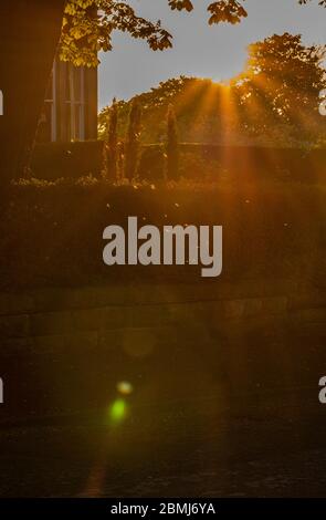 Harrogate, North Yorkshire, Großbritannien, 9. Mai 2020. Ein Schwarm von Mücken ist durch das starke Sonnenuntergangslicht sichtbar. Kredit: Ernesto Rogata/Alamy Live News. Stockfoto