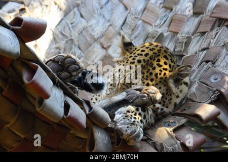 Afrikanischer Leopard schläft in Hängematte (Panthera pardus pardus) Stockfoto