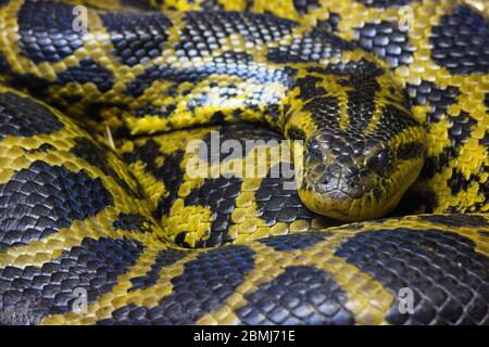 Große gewellte birmanische Python-Schlange (Python bivittatus) Stockfoto