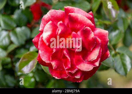 Ein Nahaufnahme-Makro-Foto einer einzelnen zweifarbigen roten und weißen Rose vor einem verschwommenen grünen Hintergrund. Stockfoto