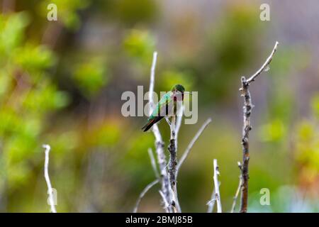 Green Hummingbird auf einem Zweig im Park thront Stockfoto