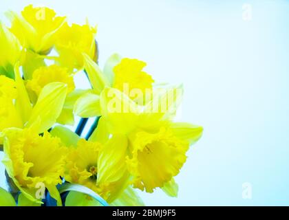 Narzisse Bouquet auf weichem Hintergrund (Narzisse) Stockfoto
