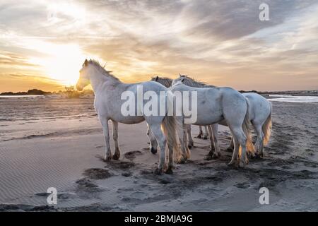 Herde von weissen Pferden durch das Wasser laufen. Bild in der Camargue, Frankreich. Stockfoto