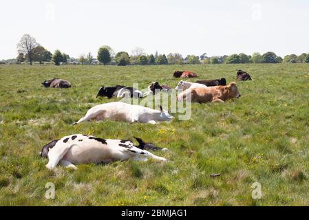 Kühe auf Beverley Westwood gemeinsame Weidefläche ländlichen Yorkshire UK Stockfoto