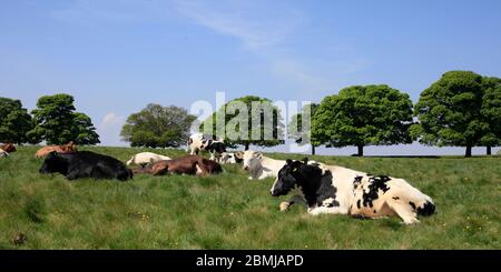 Kühe auf Beverley Westwood gemeinsame Weidefläche ländlichen Yorkshire UK Stockfoto