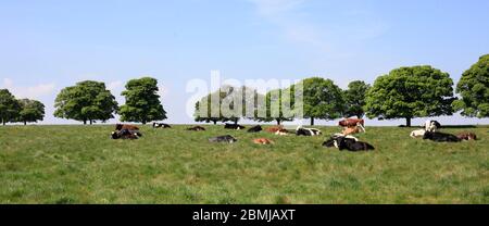 Kühe auf Beverley Westwood gemeinsame Weidefläche ländlichen Yorkshire UK Stockfoto