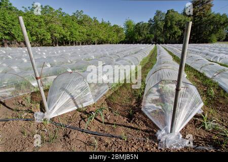 Reihen von Mini-Gewächshäusern, Vermehrung von Gemüsesamen, belüftete klare Kunststoff-Produkt. Stockfoto