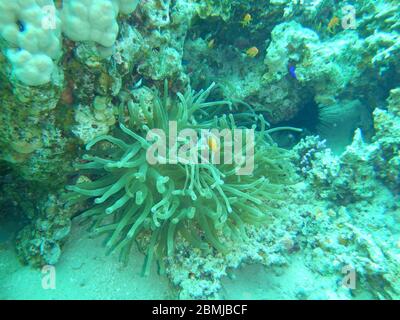 Korallenriff Fische im Ras Muhammad National Park Stockfoto