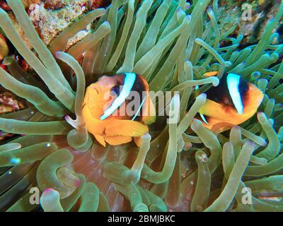 Nemo-Fische, Seeanemone, Anemonenfische, Amphiprioninae, Clownfische Stockfoto