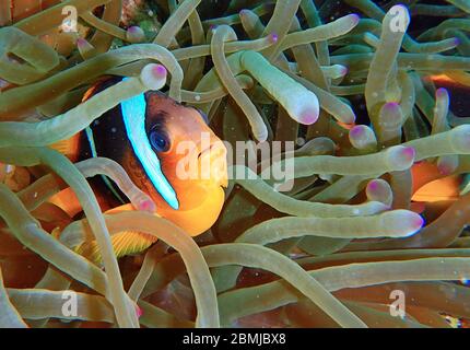 Nemo-Fische, Seeanemone, Anemonenfische, Amphiprioninae, Clownfische Stockfoto
