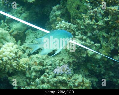 Korallenriff Fische im Ras Muhammad National Park Stockfoto