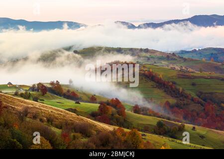 Herbstuntergang in den Bergen. Baumspitze zwischen dem Nebel, der durch Hügel rollt. Geheimnisvolle Naturlandschaft Stockfoto