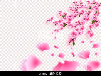 Sakura ist wunderschön. Kirschzweige mit zarten Blüten, Blättern und Knospen in Perspektive mit Schatten. Auf transparentem Hintergrund. Vektorgrafik Stock Vektor