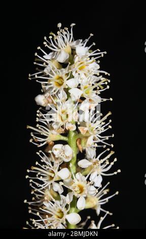 Blume in schwarzem Makro-Hintergrund prunus lusitanica Familie rosaceae hochwertiger Druck Stockfoto