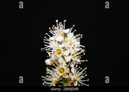 Blume in schwarzem Makro-Hintergrund prunus lusitanica Familie rosaceae hochwertiger Druck Stockfoto