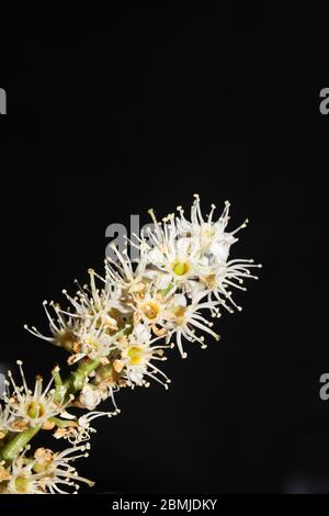 Blume in schwarzem Makro-Hintergrund prunus lusitanica Familie rosaceae hochwertiger Druck Stockfoto