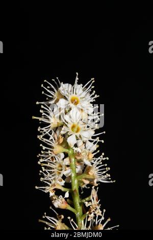 Blume in schwarzem Makro-Hintergrund prunus lusitanica Familie rosaceae hochwertiger Druck Stockfoto