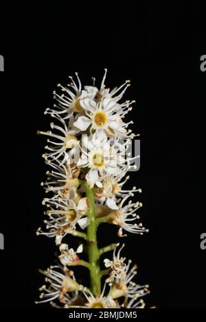 Blume in schwarzem Makro-Hintergrund prunus lusitanica Familie rosaceae hochwertiger Druck Stockfoto